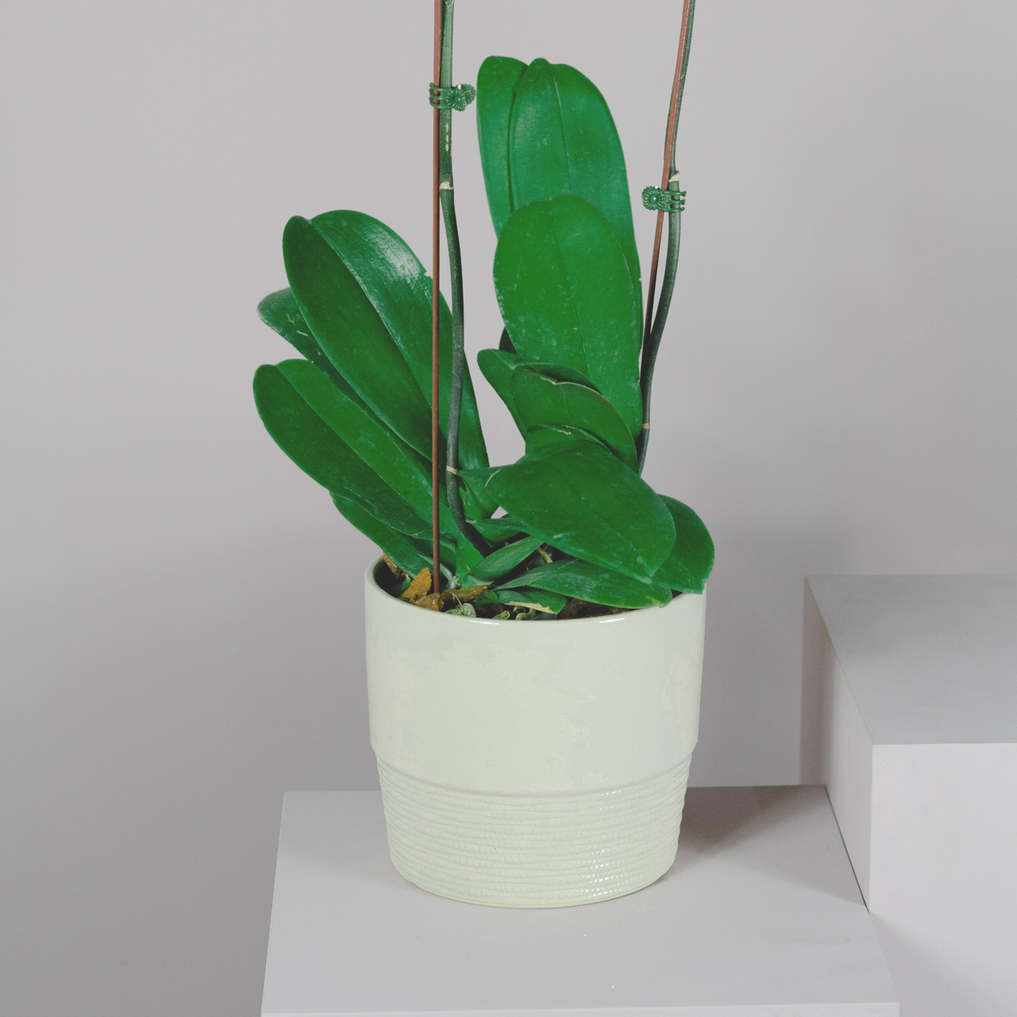 Phalaenopsis Orchid Plant with Peach Pot