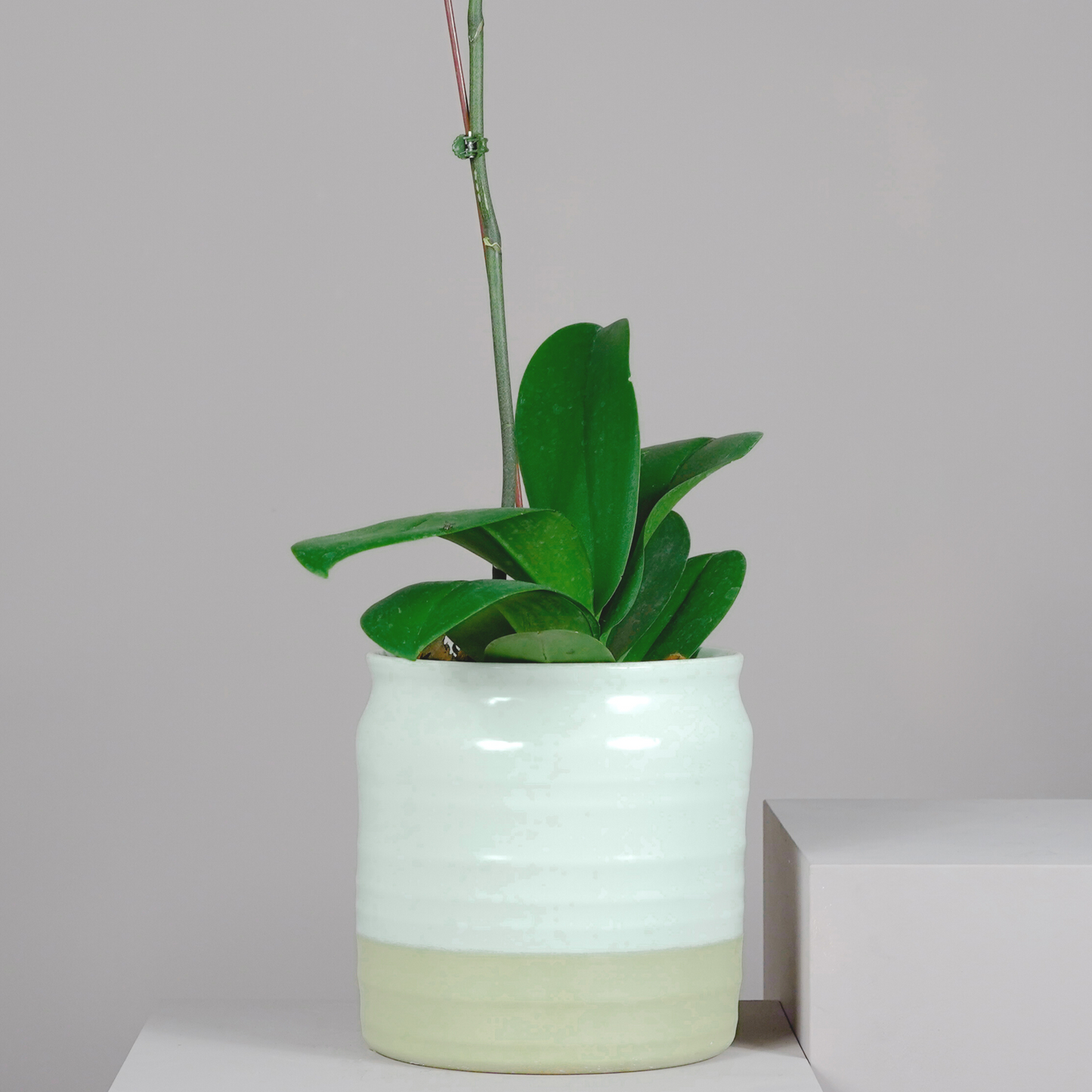 Single Phalaenopsis Orchid Plant with Ceramic Pot