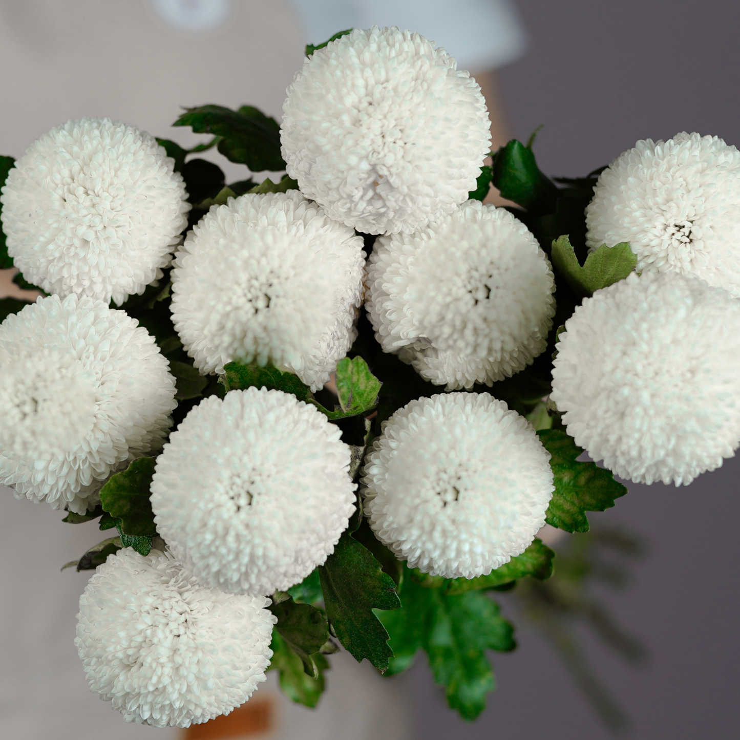 Bunch of Chrysanthemum - Ping Pong White