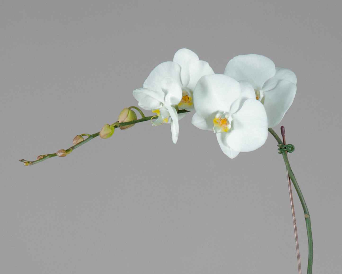 Single Phalaenopsis Orchid Plant with Ceramic Pot