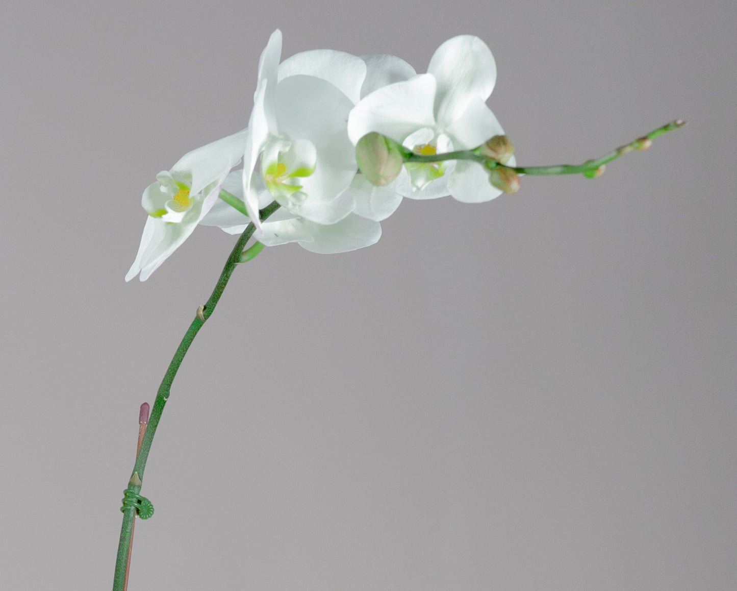 Phalaenopsis Orchid Plant with Peach Pot
