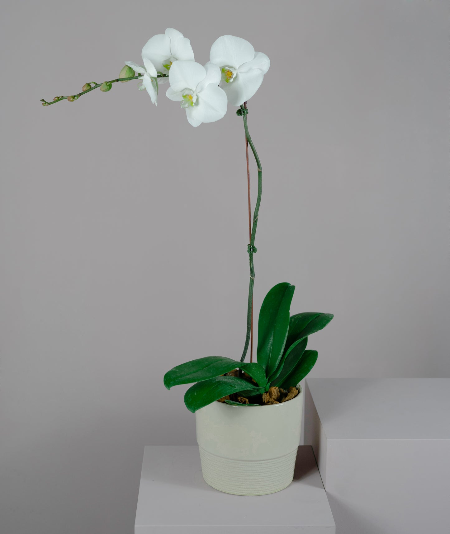Single Phalaenopsis Orchid Plant with Peach Pot