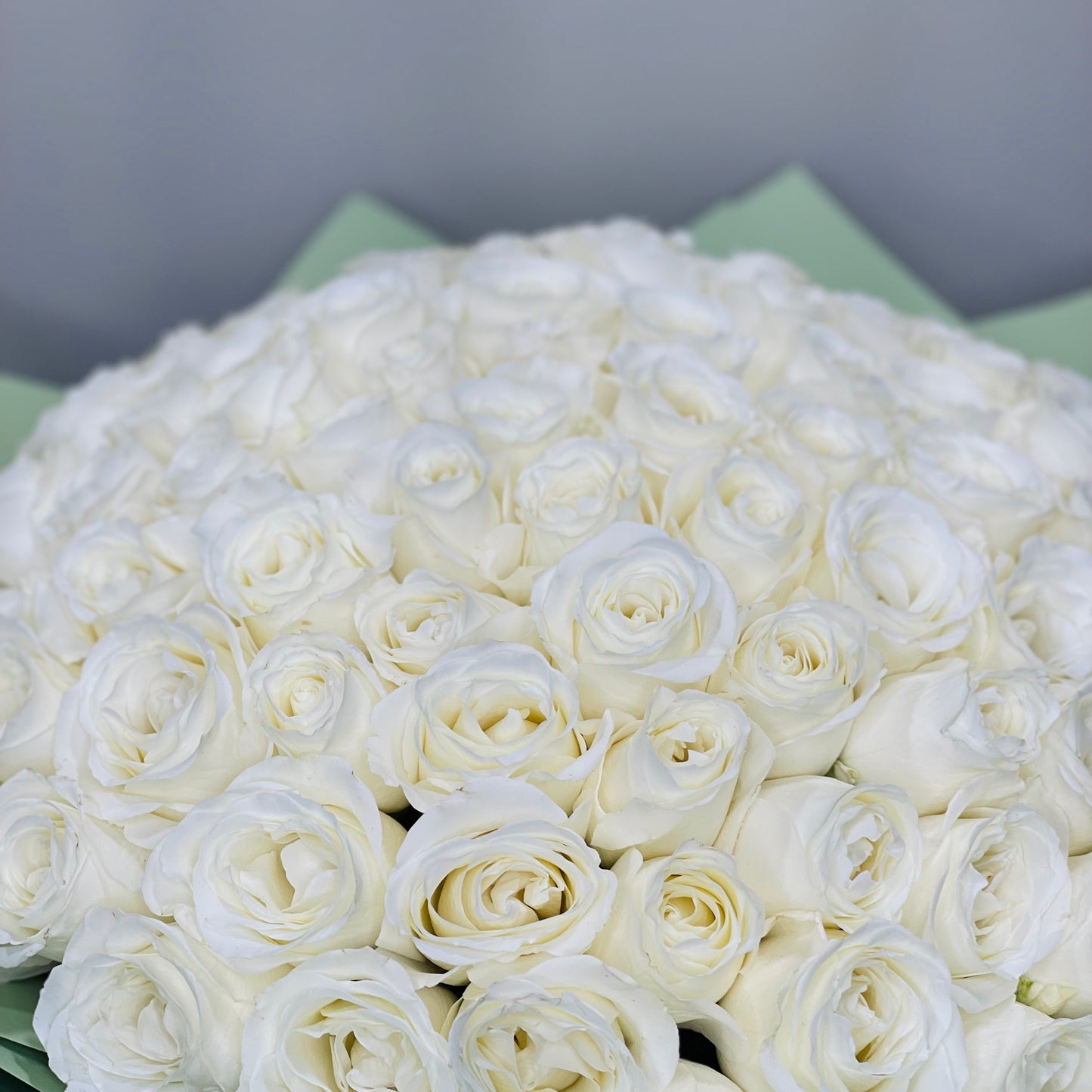 White Roses 100