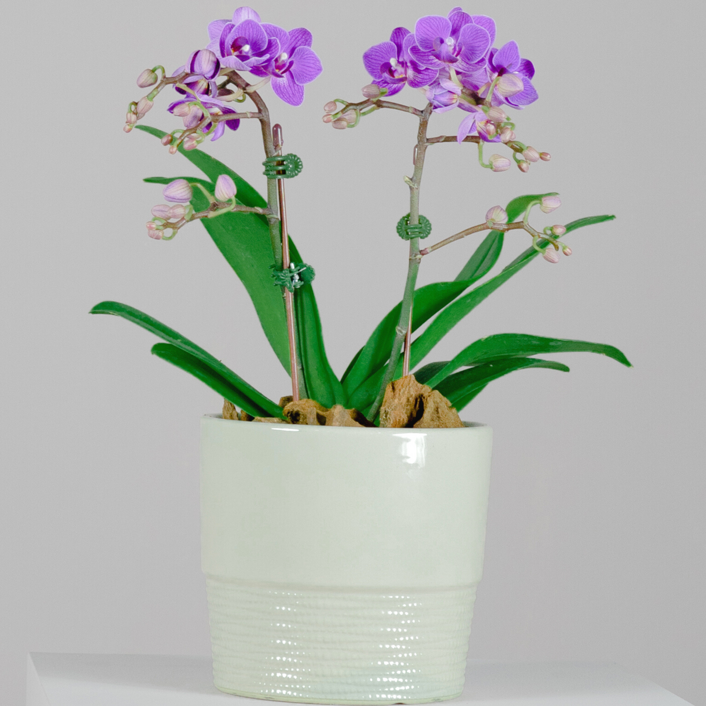 Purple Midi Phalaenopsis Orchid Plant with Peach Pot