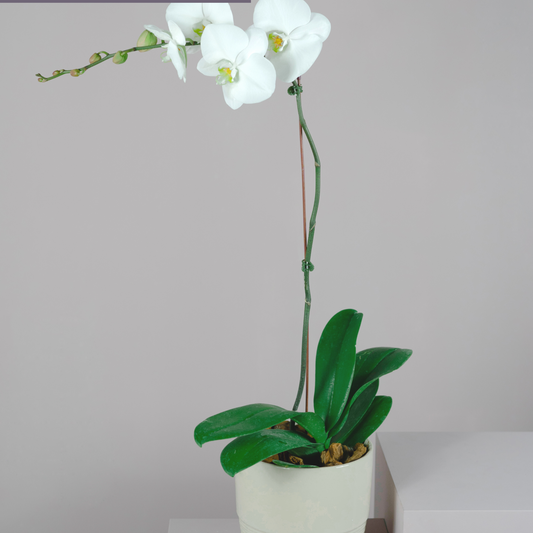 Single Phalaenopsis Orchid Plant with Peach Pot