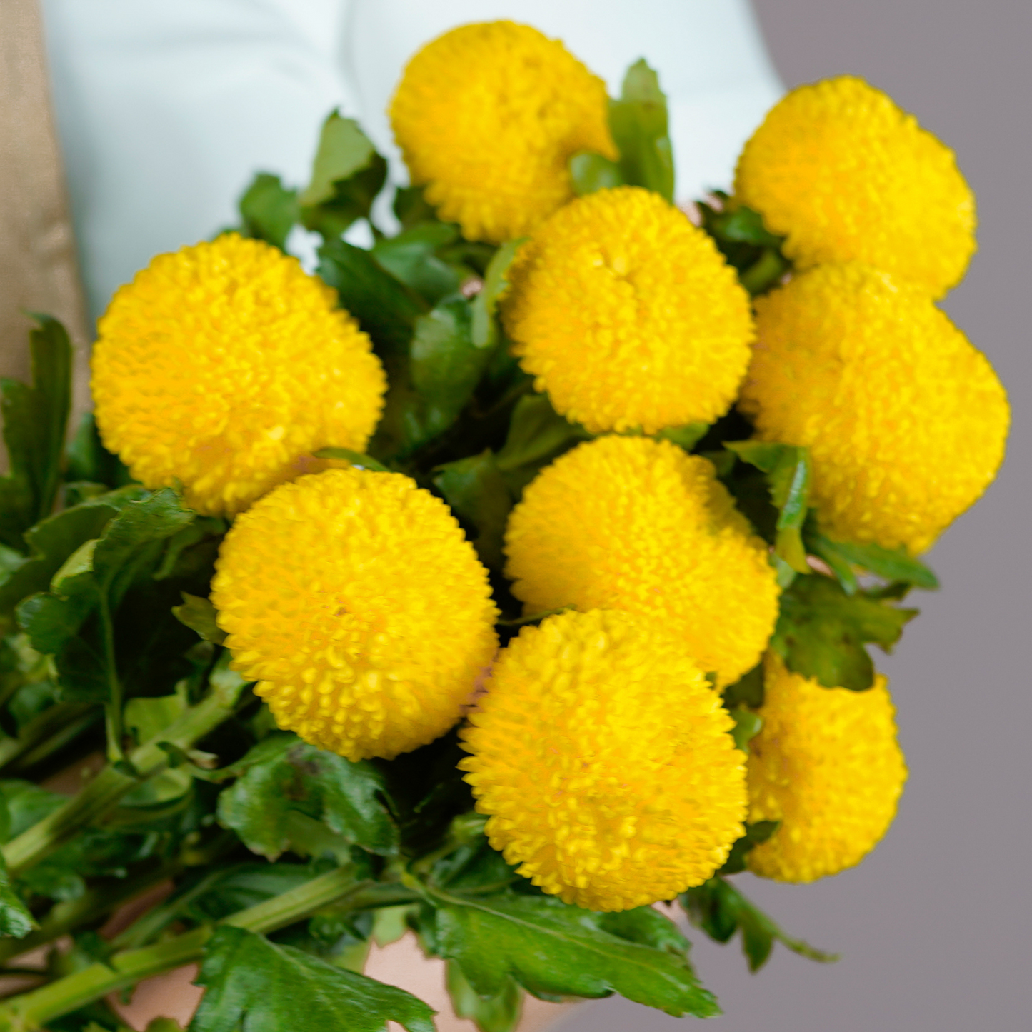 Bunch of Chrysanthemum - Ping Pong Yellow