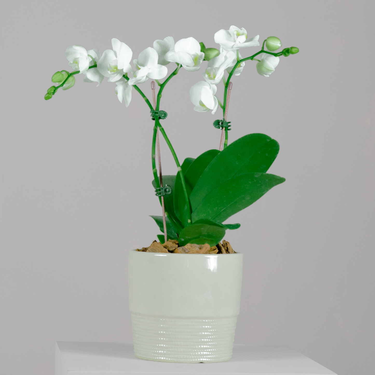 White Midi Phalaenopsis Orchid Plant with Peach Pot