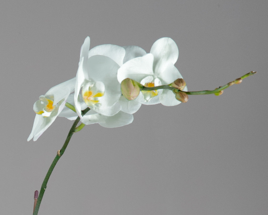 Phalaenopsis Orchid Plants with Ceramic Pot