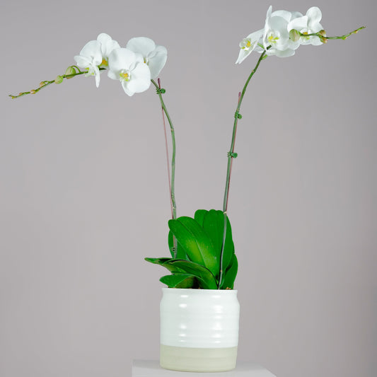 Phalaenopsis Orchid Plants with Ceramic Pot