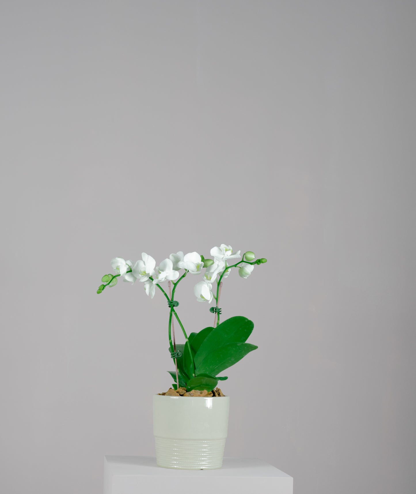 White Midi Phalaenopsis Orchid Plant with Peach Pot