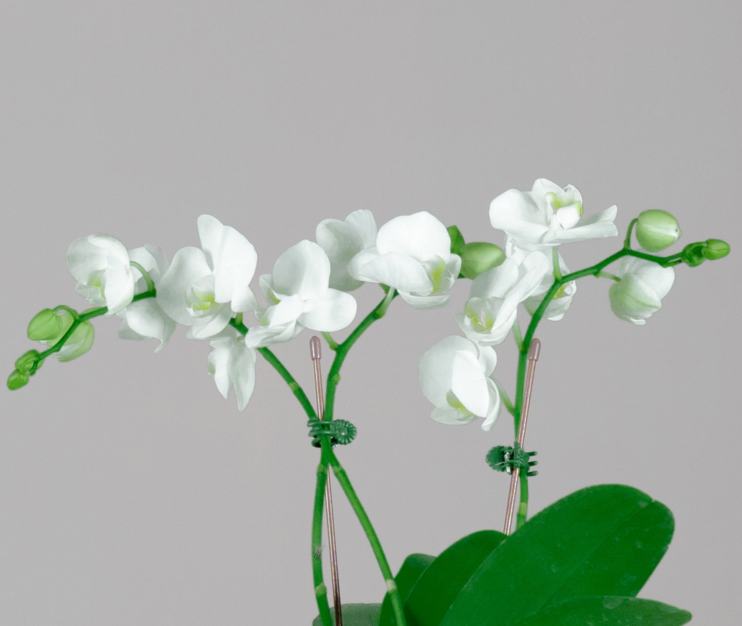 White Midi Phalaenopsis Orchid Plant with Peach Pot