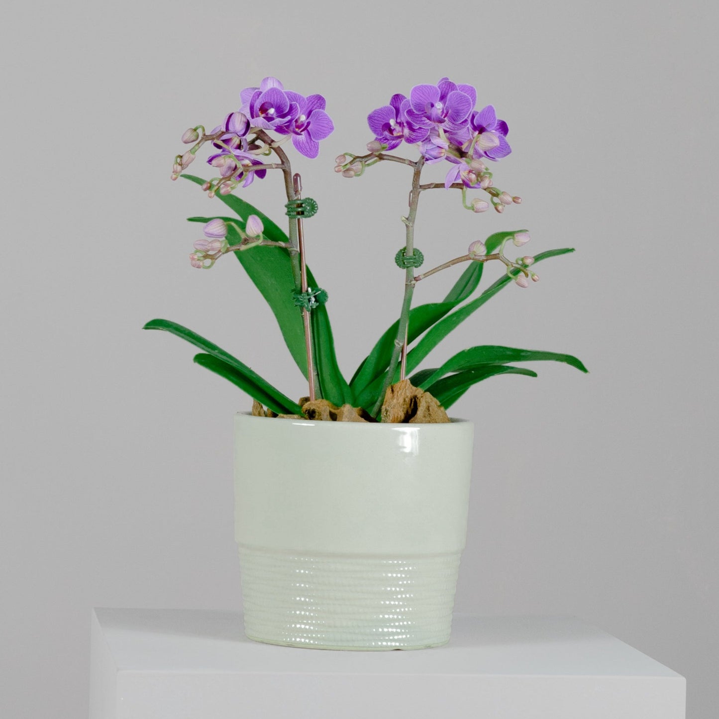 Purple Midi Phalaenopsis Orchid Plant with Peach Pot