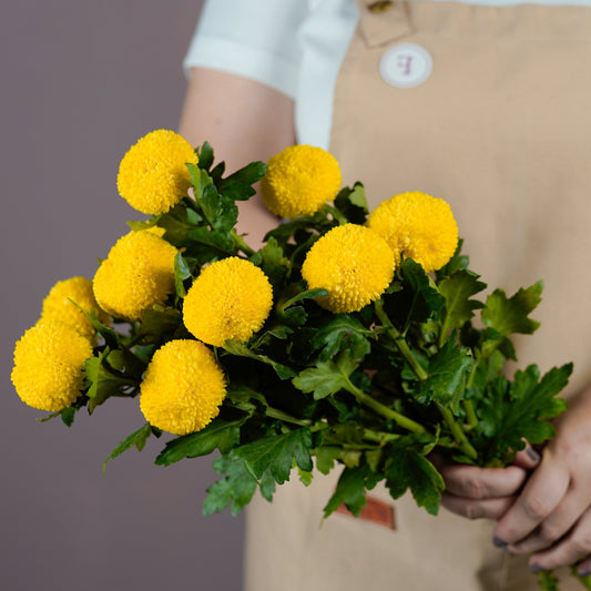 Bunch of Chrysanthemum - Ping Pong Yellow