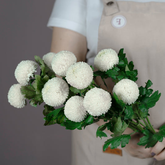 Bunch of Chrysanthemum - Ping Pong White