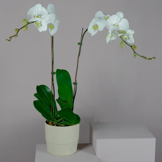 Phalaenopsis Orchid Plant with Peach Pot