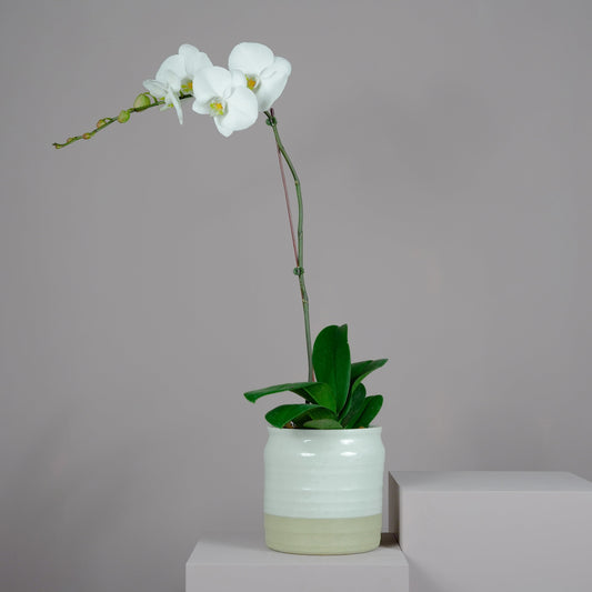 Single Phalaenopsis Orchid Plant with Ceramic Pot