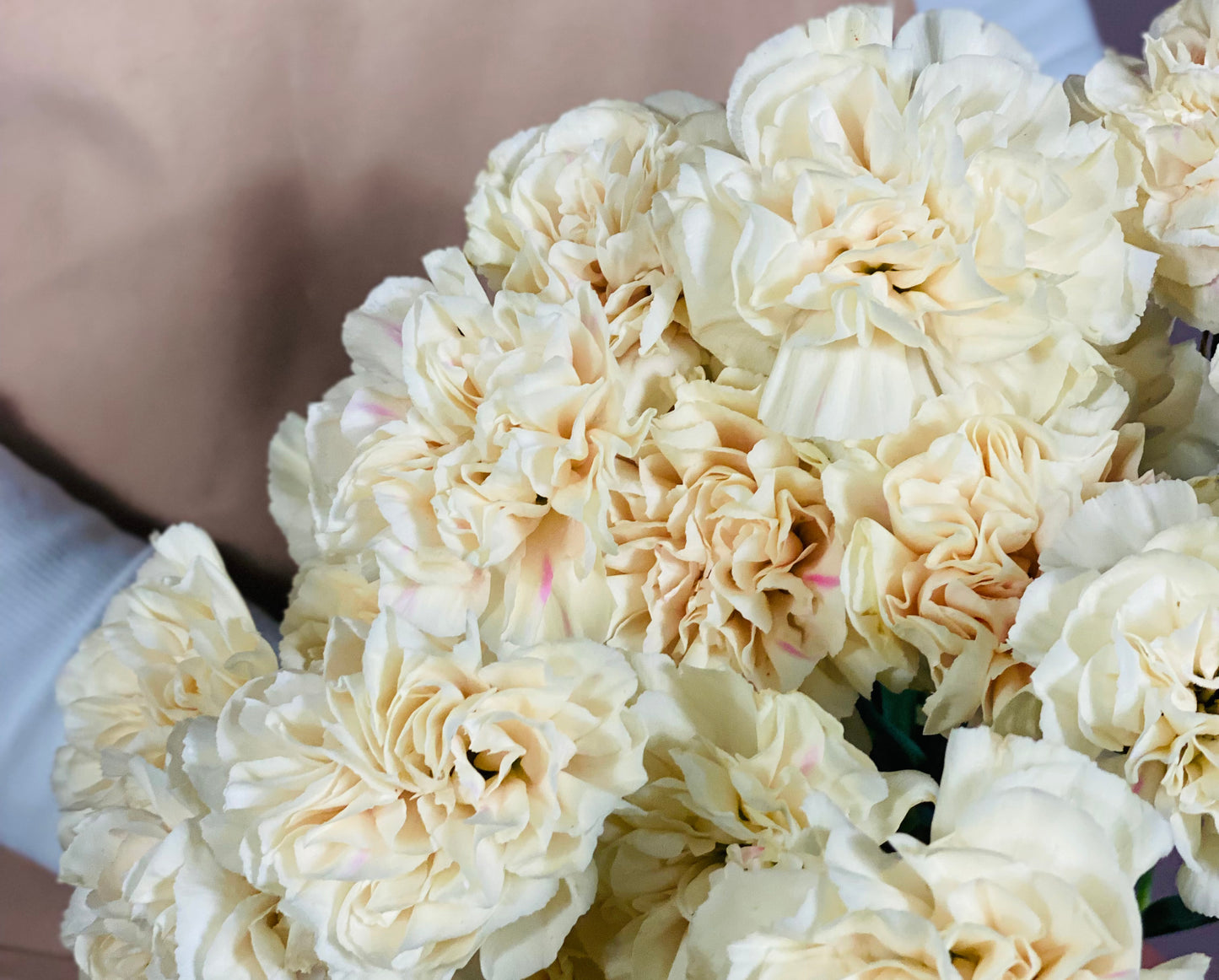 Bunch of Carnations - Peach